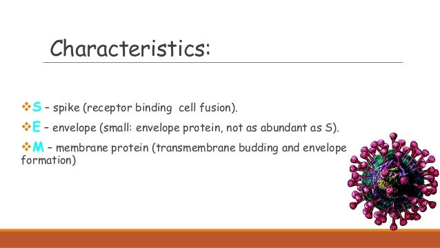 Characteristics:
S – spike (receptor binding cell fusion).
E – envelope (small: envelope protein, not as abundant as S)....