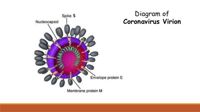 Diagram of
Coronavirus Virion
S
 