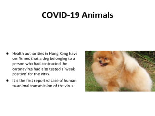 COVID-19 Animals
● Health authorities in Hong Kong have
confirmed that a dog belonging to a
person who had contracted the
coronavirus had also tested a 'weak
positive' for the virus.
● It is the first reported case of human-
to-animal transmission of the virus..
 