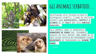 gli animali serbatoio...
Sostituendo alla foresta primaria
piantagioni stabili, l’uomo ha attirato
animali come pipistrelli, roditori e
scimmie al di fuori del loro habitat
naturale.
TALI ANIMALI SONO IL PRINCIPALE
SERBATOIO DI VIRUS CHE, ESSENDOSI
EVOLUTI IN TALI SPECIE, NON HANNO SU DI
ESSI ALCUN EFFETTO MA POTREBBERO ESSERE
DEVASTANTI SE PASSASSERO ALL’ESSERE
UMANO.
 