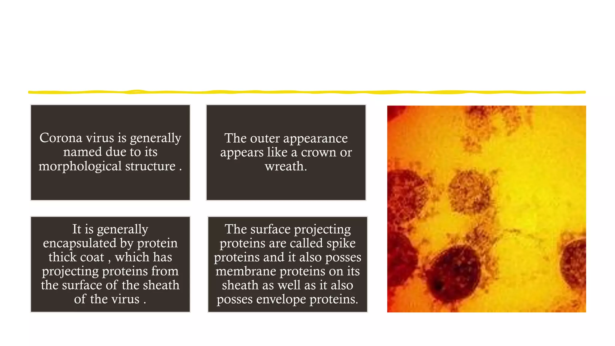 Corona virus is generally
named due to its
morphological structure .
The outer appearance
appears like a crown or
wreath.
It is generally
encapsulated by protein
thick coat , which has
projecting proteins from
the surface of the sheath
of the virus .
The surface projecting
proteins are called spike
proteins and it also posses
membrane proteins on its
sheath as well as it also
posses envelope proteins.
 