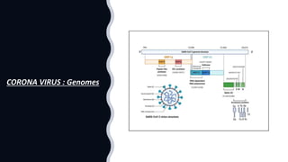 CORONA VIRUS : Genomes
 