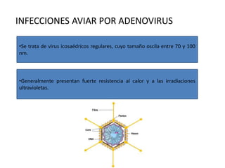 INFECCIONES AVIAR POR ADENOVIRUS
•Se trata de virus icosaédricos regulares, cuyo tamaño oscila entre 70 y 100
nm.
•Generalmente presentan fuerte resistencia al calor y a las irradiaciones
ultravioletas.
 