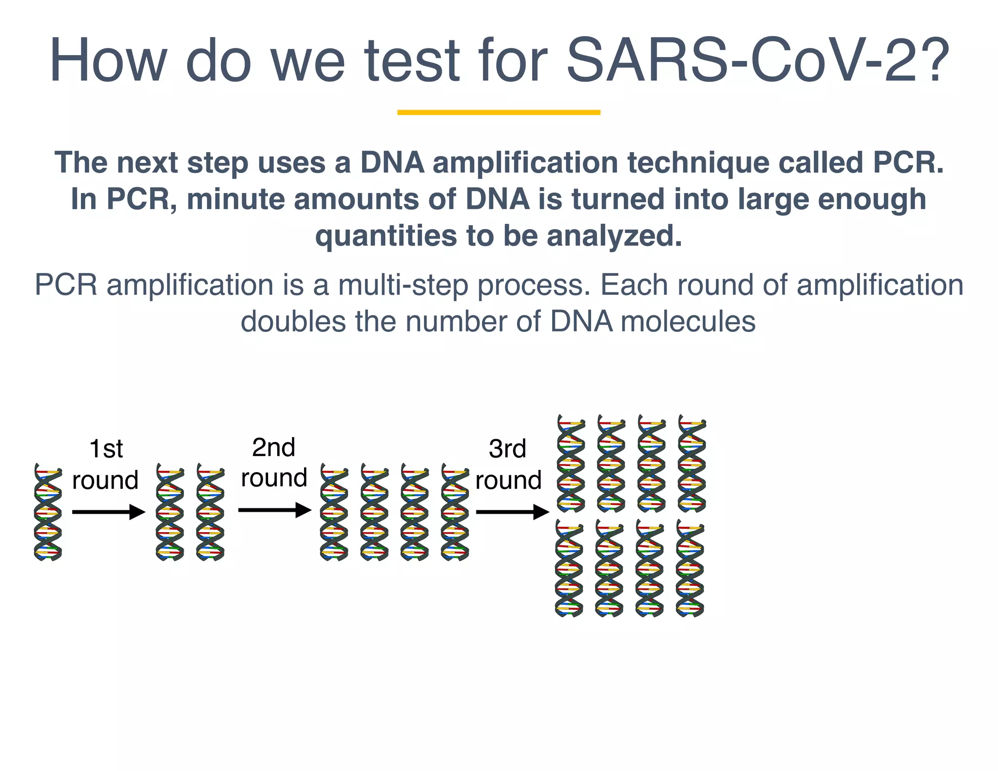 How do we test for SARS-CoV-2?
The next step uses a DNA amplification technique called PCR.
In PCR, minute amounts of DNA is turned into large enough
quantities to be analyzed.
PCR amplification is a multi-step process. Each round of amplification
doubles the number of DNA molecules
1st
round
2nd
round
3rd
round
 