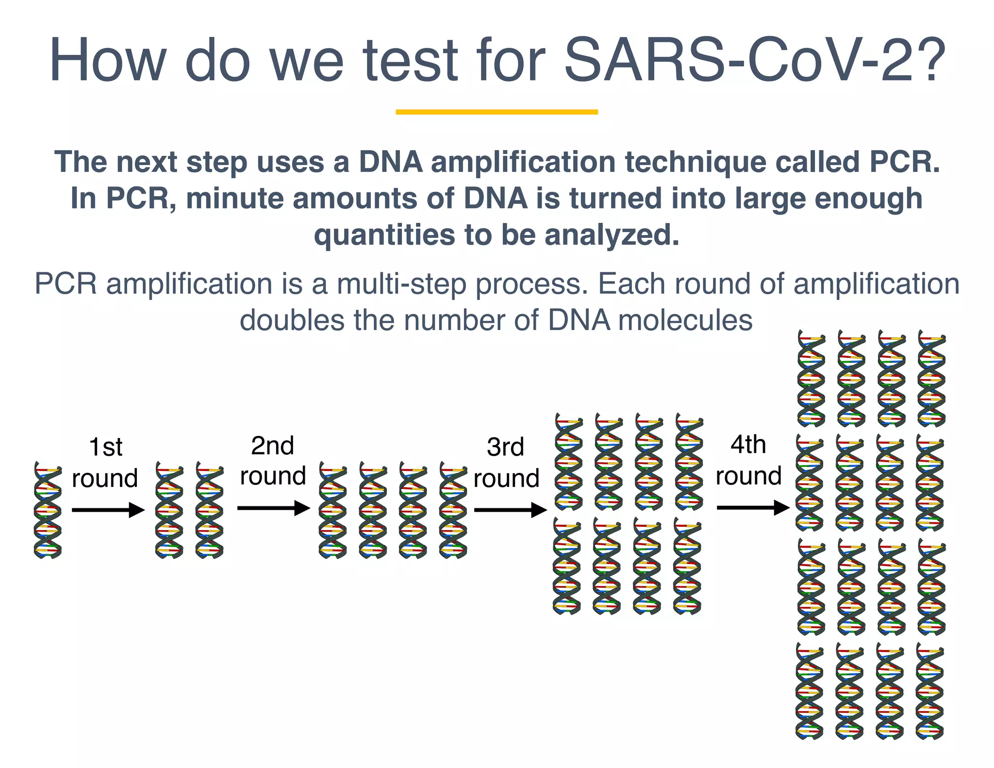 How do we test for SARS-CoV-2?
The next step uses a DNA amplification technique called PCR.
In PCR, minute amounts of DNA is turned into large enough
quantities to be analyzed.
PCR amplification is a multi-step process. Each round of amplification
doubles the number of DNA molecules
1st
round
2nd
round
3rd
round
4th
round
 
