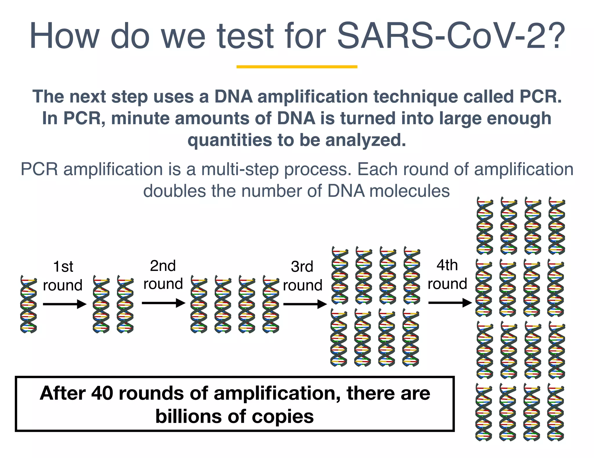 How do we test for SARS-CoV-2?
The next step uses a DNA amplification technique called PCR.
In PCR, minute amounts of DNA is turned into large enough
quantities to be analyzed.
PCR amplification is a multi-step process. Each round of amplification
doubles the number of DNA molecules
1st
round
2nd
round
3rd
round
4th
round
After 40 rounds of ampliﬁcation, there are
billions of copies
 