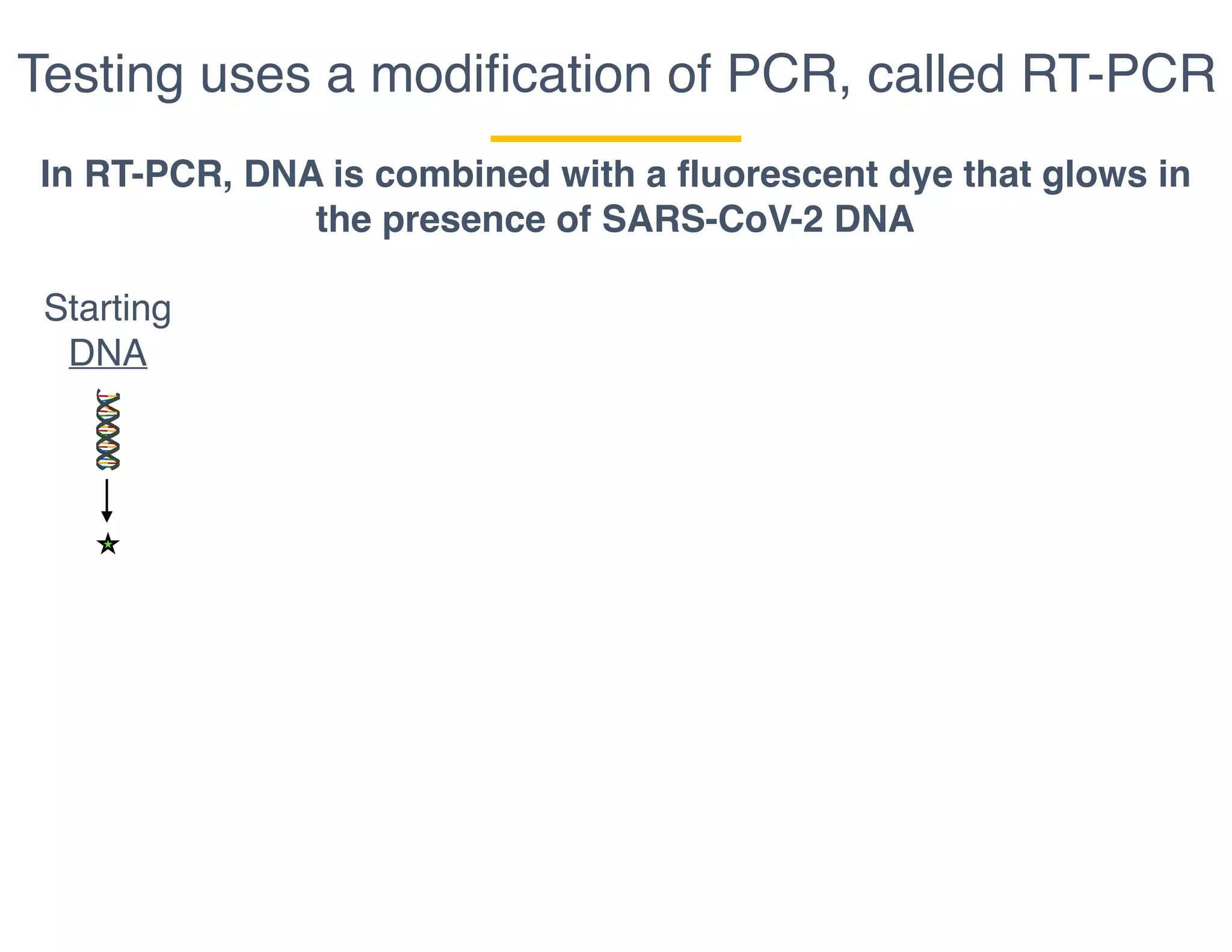 Testing uses a modiﬁcation of PCR, called RT-PCR
In RT-PCR, DNA is combined with a fluorescent dye that glows in
the presence of SARS-CoV-2 DNA
Starting
DNA
 