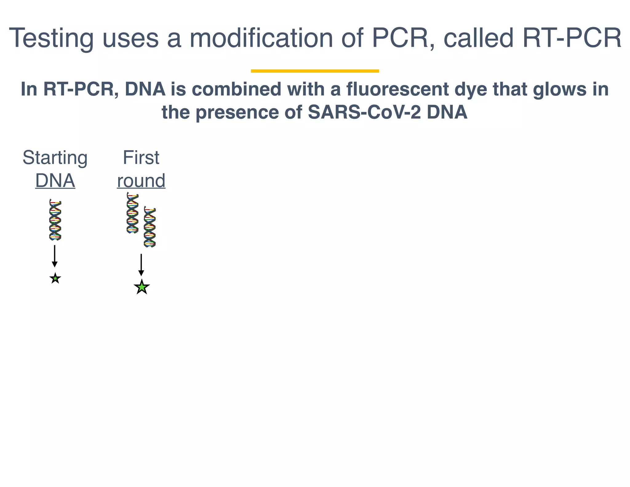Testing uses a modiﬁcation of PCR, called RT-PCR
In RT-PCR, DNA is combined with a fluorescent dye that glows in
the presence of SARS-CoV-2 DNA
Starting
DNA
First
round
 