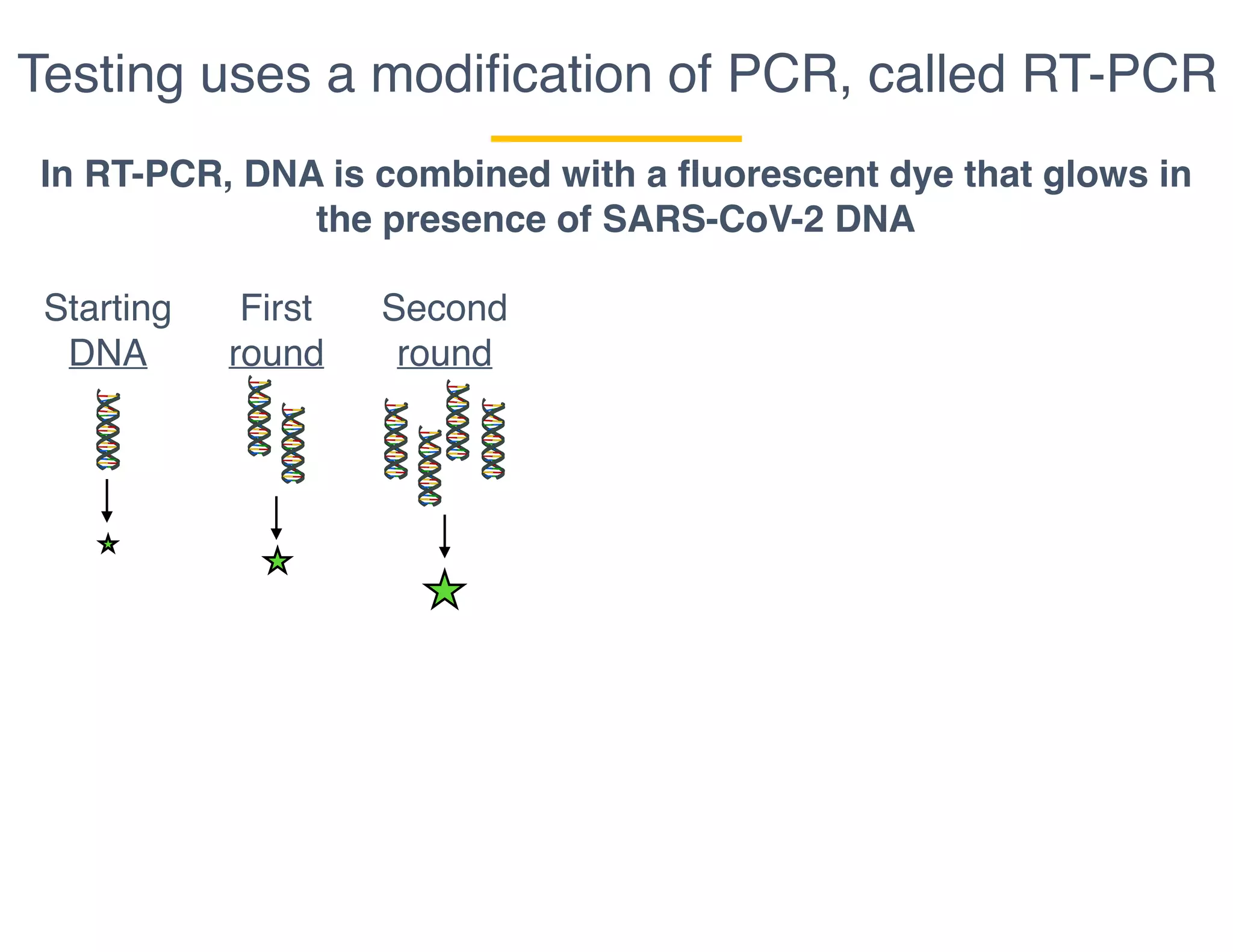 Testing uses a modiﬁcation of PCR, called RT-PCR
In RT-PCR, DNA is combined with a fluorescent dye that glows in
the presence of SARS-CoV-2 DNA
Starting
DNA
First
round
Second
round
 