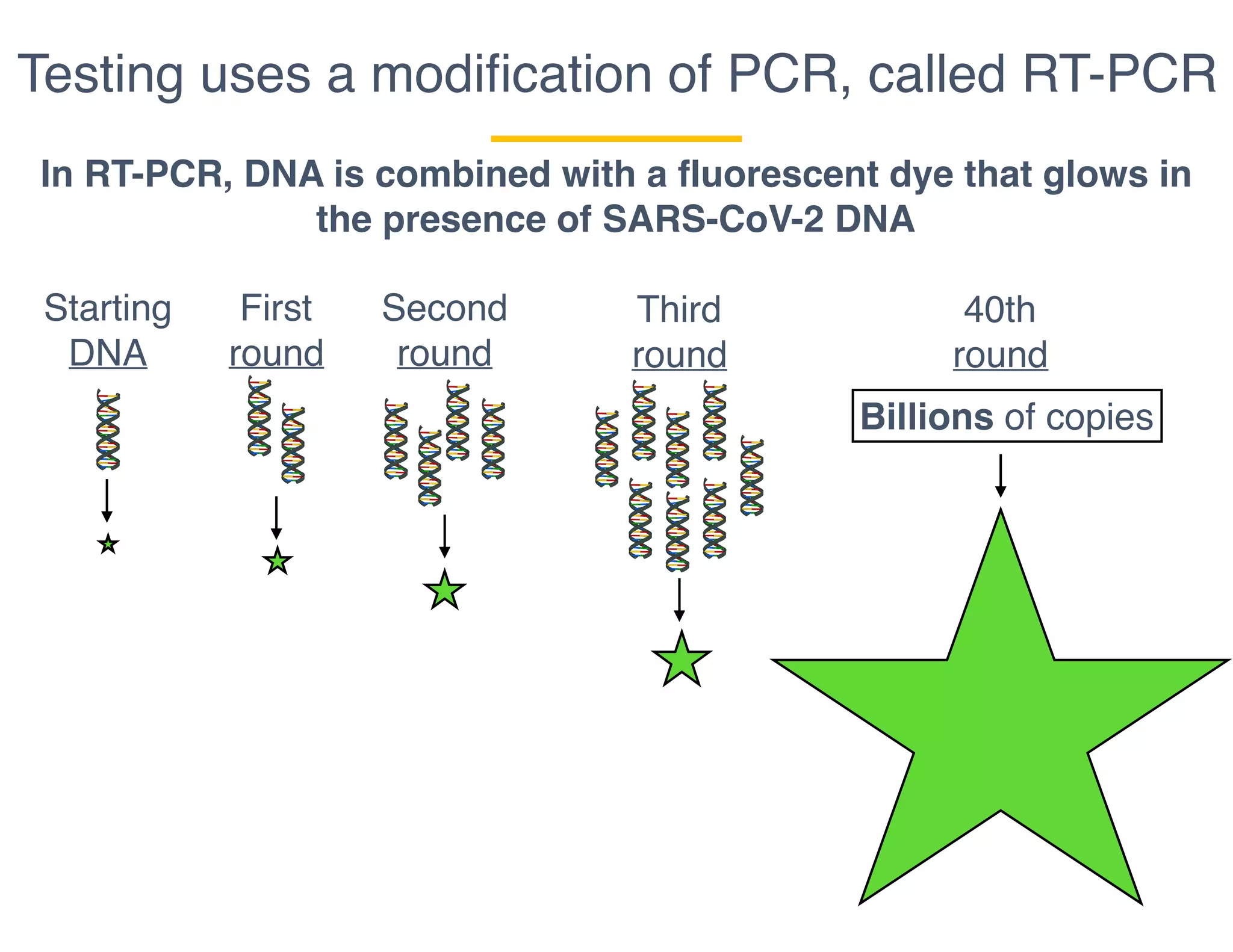Testing uses a modiﬁcation of PCR, called RT-PCR
In RT-PCR, DNA is combined with a fluorescent dye that glows in
the presence of SARS-CoV-2 DNA
Starting
DNA
First
round
Second
round
Third
round
40th
round
Billions of copies
 