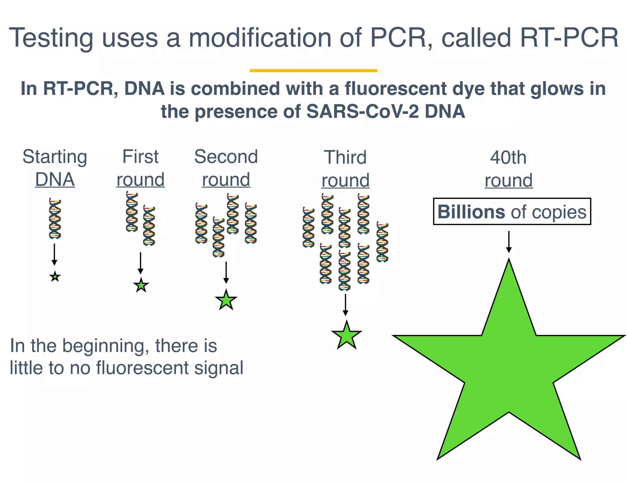 Testing uses a modiﬁcation of PCR, called RT-PCR
In RT-PCR, DNA is combined with a fluorescent dye that glows in
the presence of SARS-CoV-2 DNA
Starting
DNA
First
round
Second
round
Third
round
40th
round
Billions of copies
In the beginning, there is
little to no fluorescent signal
 