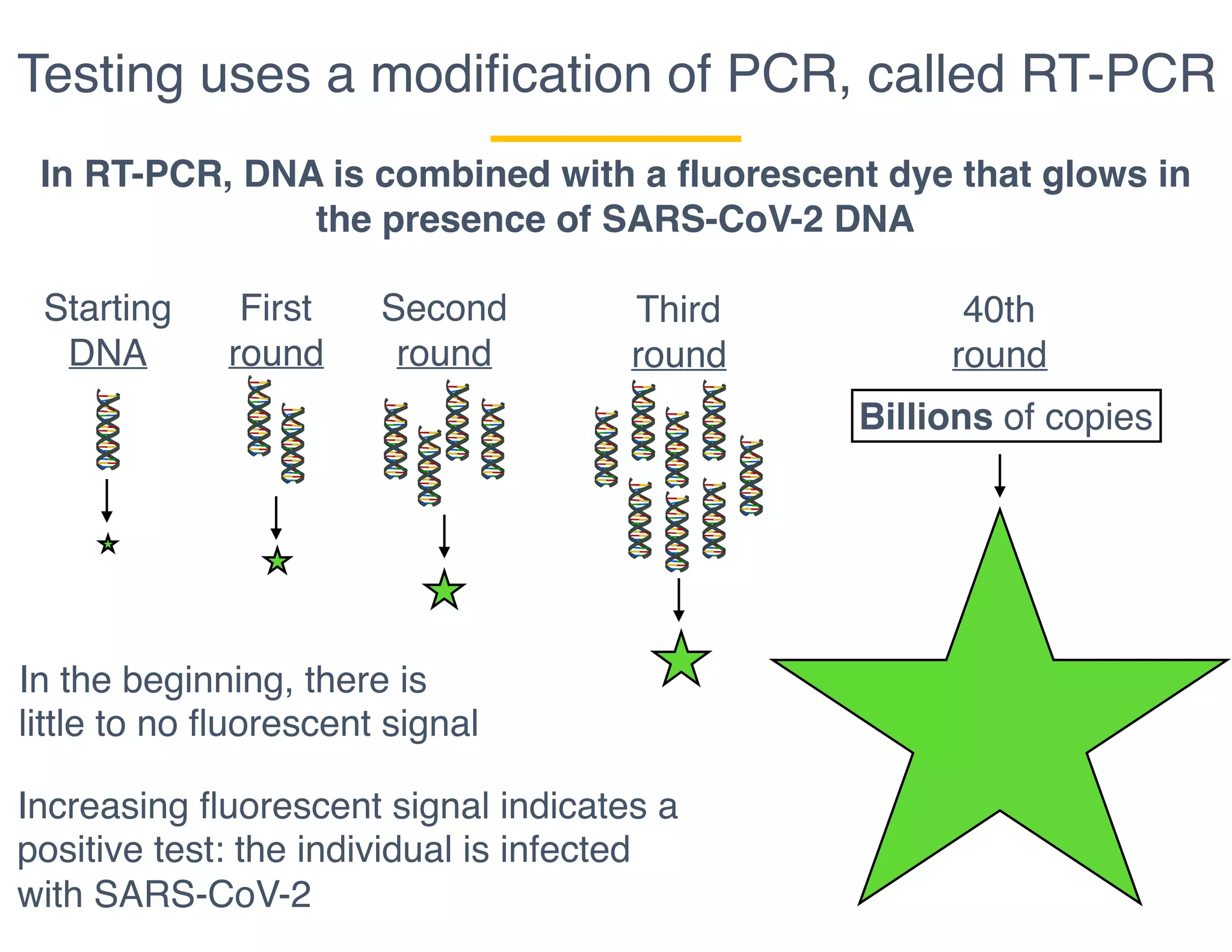 Testing uses a modiﬁcation of PCR, called RT-PCR
In RT-PCR, DNA is combined with a fluorescent dye that glows in
the presence of SARS-CoV-2 DNA
Starting
DNA
First
round
Second
round
Third
round
40th
round
Billions of copies
In the beginning, there is
little to no fluorescent signal
Increasing fluorescent signal indicates a
positive test: the individual is infected
with SARS-CoV-2
 