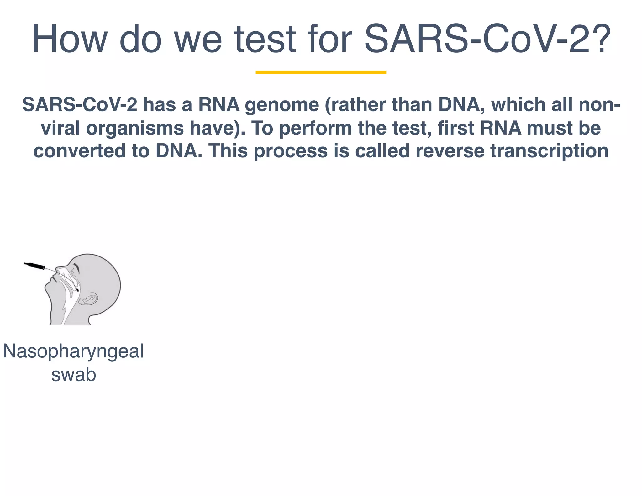 How do we test for SARS-CoV-2?
Nasopharyngeal
swab
SARS-CoV-2 has a RNA genome (rather than DNA, which all non-
viral organisms have). To perform the test, first RNA must be
converted to DNA. This process is called reverse transcription
 