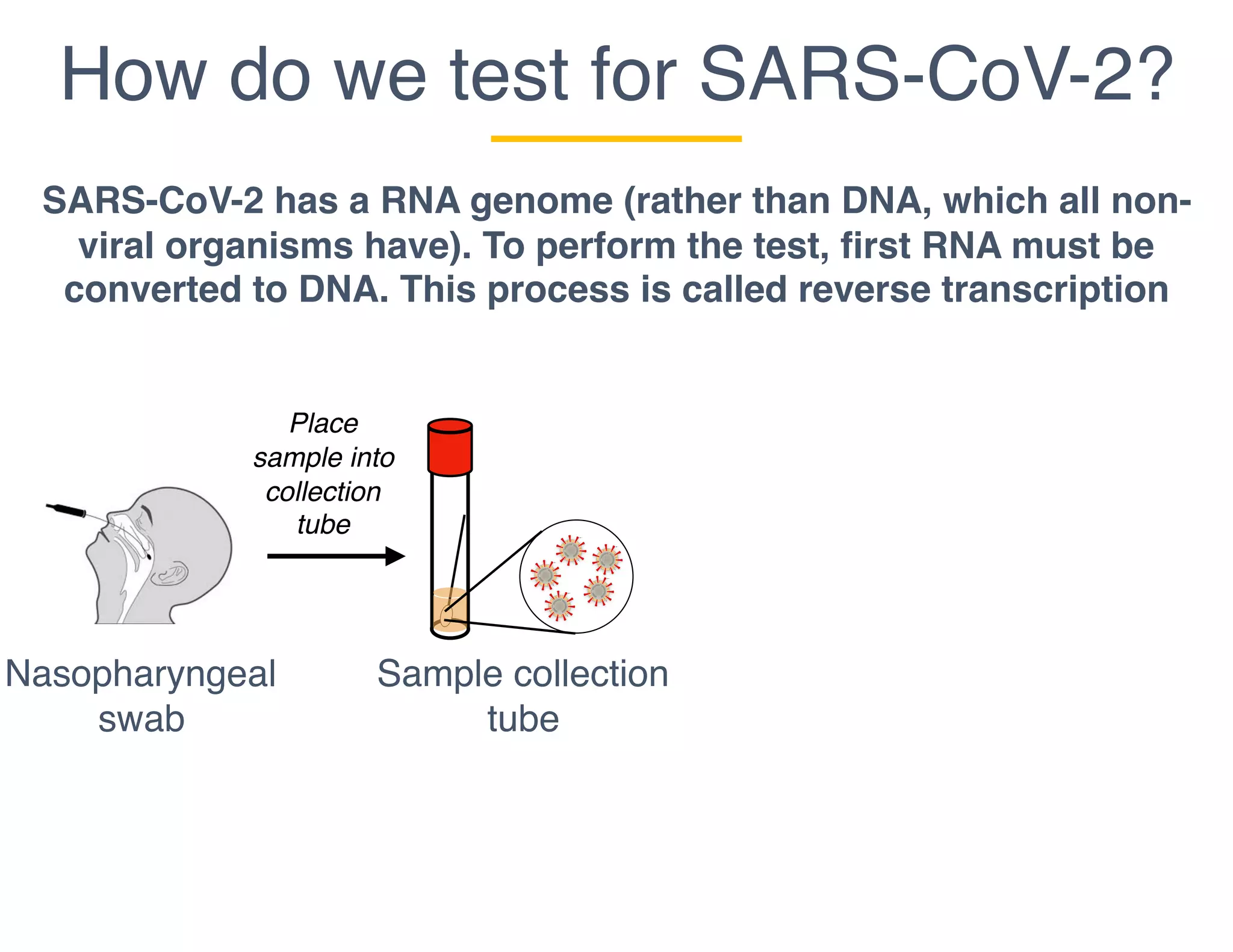 How do we test for SARS-CoV-2?
Nasopharyngeal
swab
SARS-CoV-2 has a RNA genome (rather than DNA, which all non-
viral organisms have). To perform the test, first RNA must be
converted to DNA. This process is called reverse transcription
Sample collection
tube
Place
sample into
collection
tube
 