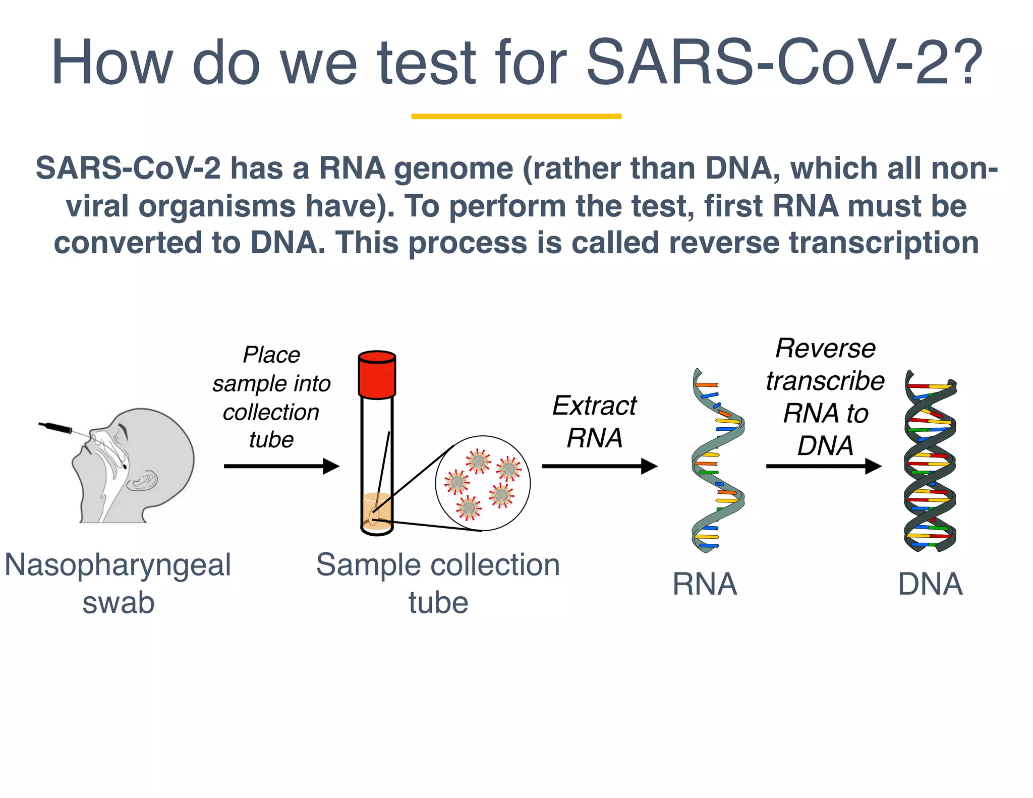 How do we test for SARS-CoV-2?
Nasopharyngeal
swab
SARS-CoV-2 has a RNA genome (rather than DNA, which all non-
viral organisms have). To perform the test, first RNA must be
converted to DNA. This process is called reverse transcription
Sample collection
tube
RNA DNA
Place
sample into
collection
tube
Extract
RNA
Reverse
transcribe
RNA to
DNA
 