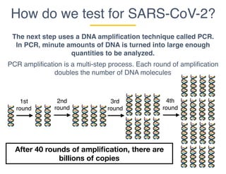 How do we test for SARS-CoV-2?
The next step uses a DNA amplification technique called PCR.
In PCR, minute amounts of DNA is turned into large enough
quantities to be analyzed.
PCR amplification is a multi-step process. Each round of amplification
doubles the number of DNA molecules
1st
round
2nd
round
3rd
round
4th
round
After 40 rounds of ampliﬁcation, there are
billions of copies
 