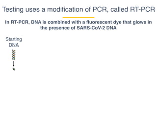 Testing uses a modiﬁcation of PCR, called RT-PCR
In RT-PCR, DNA is combined with a fluorescent dye that glows in
the presence of SARS-CoV-2 DNA
Starting
DNA
 