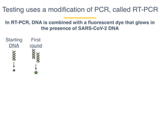 Testing uses a modiﬁcation of PCR, called RT-PCR
In RT-PCR, DNA is combined with a fluorescent dye that glows in
the presence of SARS-CoV-2 DNA
Starting
DNA
First
round
 
