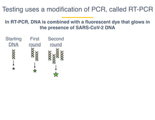 Testing uses a modiﬁcation of PCR, called RT-PCR
In RT-PCR, DNA is combined with a fluorescent dye that glows in
the presence of SARS-CoV-2 DNA
Starting
DNA
First
round
Second
round
 