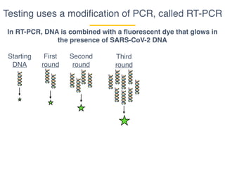 Testing uses a modiﬁcation of PCR, called RT-PCR
In RT-PCR, DNA is combined with a fluorescent dye that glows in
the presence of SARS-CoV-2 DNA
Starting
DNA
First
round
Second
round
Third
round
 