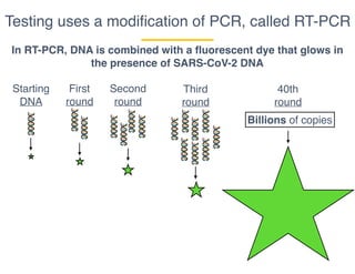 Testing uses a modiﬁcation of PCR, called RT-PCR
In RT-PCR, DNA is combined with a fluorescent dye that glows in
the presence of SARS-CoV-2 DNA
Starting
DNA
First
round
Second
round
Third
round
40th
round
Billions of copies
 