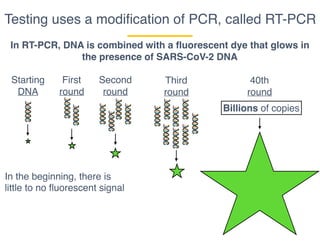 Testing uses a modiﬁcation of PCR, called RT-PCR
In RT-PCR, DNA is combined with a fluorescent dye that glows in
the presence of SARS-CoV-2 DNA
Starting
DNA
First
round
Second
round
Third
round
40th
round
Billions of copies
In the beginning, there is
little to no fluorescent signal
 