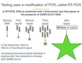 Testing uses a modiﬁcation of PCR, called RT-PCR
In RT-PCR, DNA is combined with a fluorescent dye that glows in
the presence of SARS-CoV-2 DNA
Starting
DNA
First
round
Second
round
Third
round
40th
round
Billions of copies
In the beginning, there is
little to no fluorescent signal
Increasing fluorescent signal indicates a
positive test: the individual is infected
with SARS-CoV-2
 