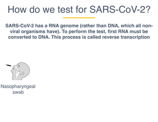 How do we test for SARS-CoV-2?
Nasopharyngeal
swab
SARS-CoV-2 has a RNA genome (rather than DNA, which all non-
viral organisms have). To perform the test, first RNA must be
converted to DNA. This process is called reverse transcription
 
