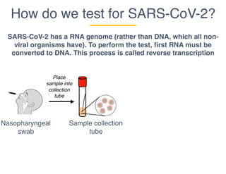 How do we test for SARS-CoV-2?
Nasopharyngeal
swab
SARS-CoV-2 has a RNA genome (rather than DNA, which all non-
viral organisms have). To perform the test, first RNA must be
converted to DNA. This process is called reverse transcription
Sample collection
tube
Place
sample into
collection
tube
 