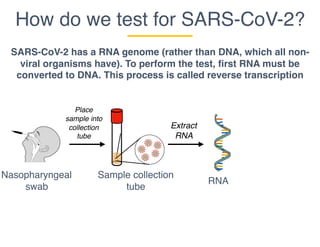 How do we test for SARS-CoV-2?
Nasopharyngeal
swab
SARS-CoV-2 has a RNA genome (rather than DNA, which all non-
viral organisms have). To perform the test, first RNA must be
converted to DNA. This process is called reverse transcription
Sample collection
tube
RNA
Place
sample into
collection
tube
Extract
RNA
 