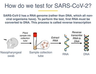 How do we test for SARS-CoV-2?
Nasopharyngeal
swab
SARS-CoV-2 has a RNA genome (rather than DNA, which all non-
viral organisms have). To perform the test, first RNA must be
converted to DNA. This process is called reverse transcription
Sample collection
tube
RNA DNA
Place
sample into
collection
tube
Extract
RNA
Reverse
transcribe
RNA to
DNA
 