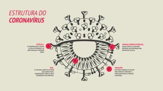 HEMAGLUTININA ESTEREASE_
AJUDAA ESPÍCULAA DESTRUIR
PROTEÍNAS DO HOSPEDEIRO PARA
ENTRAR NAS CÉLULAS.
ENVELOPE_
PROTEÍNAS PEQUENAS SE JUNTAM
PARA FORMAR O“ENVELOPE”,A
ESFERA QUE ENVOLVE E PROTEGE
O RNAVIRAL.
RNA_
É O MATERIAL GENÉTICO DO VÍRUS
QUE GUARDATODAA
INFORMAÇÃO DE COMO ELE DEVE
REPRODUZIR E SER MONTADO.
ESPÍCULA_
É A PROTEÍNA QUE SE ACOPLA
AS CÉLULAS HUMANAS E AS
ABRE PARA QUE O PATÓGENO
ENTRE.
A
B
C
D
ESTRUTURA DO
CORONAVÍRUS
 