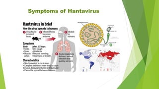 Symptoms of Hantavirus
 
