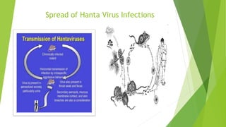 Spread of Hanta Virus Infections
 