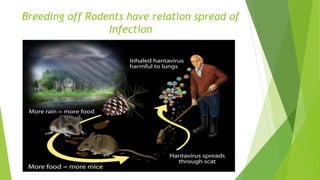 Breeding off Rodents have relation spread of
Infection
 