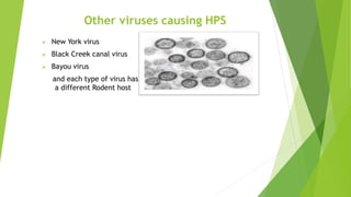 Other viruses causing HPS
 New York virus
 Black Creek canal virus
 Bayou virus
and each type of virus has
a different Rodent host
 