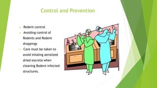 Control and Prevention
 Rodent control
 Avoiding control of
Rodents and Rodent
droppings
 Care must be taken to
avoid inhaling aerolized
dried excreta when
cleaning Rodent infected
structures.
 