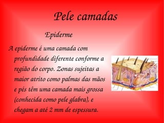 Pele camadas Epiderme A epiderme é uma camada com profundidade diferente conforme a região do corpo. Zonas sujeitas a maior atrito como palmas das mãos e pés têm uma camada mais grossa (conhecida como pele glabra), e chegam a até 2 mm de espessura. 
