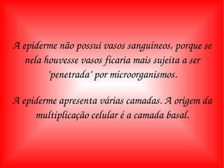 A epiderme não possui vasos sanguíneos, porque se nela houvesse vasos ficaria mais sujeita a ser "penetrada" por microorganismos. A epiderme apresenta várias camadas. A origem da multiplicação celular é a camada basal. 