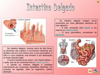 Intestino Delgado Ao intestino delgado chegam sucos produzidos por duas glândulas exteriores ao tubo digestivo: - A bílis, produzida pelo  fígado  e em reserva na  vesícula biliar ; - O suco pancreático, proveniente do  pâncreas . No intestino delgado, durante cerca de três horas, os alimentos são sujeitos a movimentos intestinais que facilitam não só a sua mistura com o suco pancreático, a bílis e o suco intestinal, mas também a sua deslocação ao longo daquele órgão. O quimo transforma-se assim, num líquido leitoso – o quilo, que vai ser conduzido até ao  intestino grosso . A parede do intestino delgado é revestida internamente por numerosas vilosidades intestinais. Os produtos da digestão, úteis ao organismo, sofrem absorção. Duodeno Jejuno Íleo 
