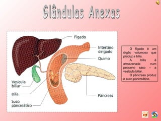 Glândulas Anexas O fígado é um órgão volumoso que produz a bílis. A bílis é armazenada num pequeno saco – a vesícula biliar. O pâncreas produz o suco pancreático. 