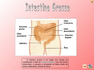 Intestino Grosso O intestino grosso é um órgão que recebe as substâncias vindas do  intestino delgado , que não foram absorvidas, e prepara e armazena as fezes antes de serem defecadas, através do ânus. Cólon ascendente Intestino grosso Intestino delgado Cólon transverso Cólon descendente Ânus Apêndice 