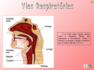 Vias Respiratórias O ar entra pelas fossas nasais, onde é aquecido, filtrado das impurezas e humedecido. Passa a faringe e a laringe e chega à traqueia, que o conduz até aos  pulmões . Laringe Esófago Traqueia Epiglote Cavidade oral Cavidade nasal Faringe 