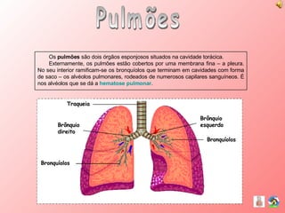 Pulmões Os  pulmões  são dois órgãos esponjosos situados na cavidade torácica. Externamente, os pulmões estão cobertos por uma membrana fina – a pleura. No seu interior ramificam-se os bronquíolos que terminam em cavidades com forma de saco – os alvéolos pulmonares, rodeados de numerosos capilares sanguíneos. É nos alvéolos que se dá a  hematose pulmonar . Traqueia Bronquíolos Bronquíolos Brônquio direito Brônquio esquerdo 