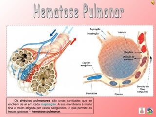 Hematose Pulmonar Os  alvéolos pulmonares  são umas cavidades que se enchem de ar em cada  inspiração . A sua membrana é muito fina e muito irrigada por vasos sanguíneos, o que permite as trocas gasosas –  hematose pulmonar . 