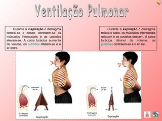 Ventilação Pulmonar Durante a  inspiração  o diafragma contrai-se e desce, contraem-se os músculos intercostais e as costelas elevam-se. A caixa torácica aumenta de volume, os  pulmões  dilatam-se e o ar entra. Durante a  expiração  o diafragma relaxa e sobe, os músculos intercostais relaxam e as costelas descem. A caixa torácica diminui de volume, os  pulmões  contraem-se e o ar sai. 