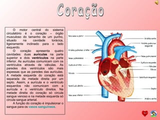 Coração O motor central do sistema circulatório é o coração – órgão musculoso do tamanho de um punho, situado na cavidade torácica, ligeiramente inclinado para o lado esquerdo. O coração apresenta quatro cavidades: duas  aurículas  na parte superior e dois  ventrículos  na parte inferior. As aurículas comunicam com os ventrículos através de válvulas. As paredes dos ventrículos são mais espessas que as paredes das aurículas. A metade esquerda do coração está separada da metade direita por um septo. Assim, a aurícula e o ventrículo esquerdos não comunicam com a aurícula e o ventrículo direitos. Na metade direita do coração só circula sangue venoso e na metade esquerda só circula sangue arterial. A função do coração é impulsionar o sangue para os  vasos sanguíneos . 