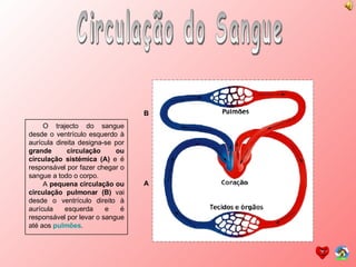 Circulação do Sangue O trajecto do sangue desde o ventrículo esquerdo à aurícula direita designa-se por  grande circulação ou circulação sistémica (A)  e é responsável por fazer chegar o sangue a todo o corpo. A  pequena circulação ou circulação pulmonar (B)  vai desde o ventrículo direito à aurícula esquerda e é responsável por levar o sangue até aos  pulmões . A B 