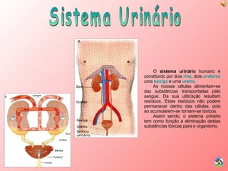 Sistema Urinário O  sistema urinário  humano é constituído por dois  rins , dois  ureteres  uma  bexiga  e uma  uretra . As nossas células alimentam-se das substâncias transportadas pelo sangue. Da sua utilização resultam resíduos. Estes resíduos não podem permanecer dentro das células, pois ao acumularem-se tornam-se tóxicos. Assim sendo, o sistema urinário tem como função a eliminação destas substâncias tóxicas para o organismo. 