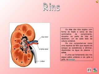 Rins Os  rins  são dois órgãos com forma de feijão e cerca de dez centímetros de comprimento, situados na parte de trás do abdómen, um de cada lado da coluna vertebral. Os rins comportam-se como uma espécie de filtro que separa do sangue as substâncias a eliminar, dissolvidas na água do plasma –  urina . A urina sai lentamente dos rins segue pelos ureteres e cai, gota a gota, na  bexiga . 